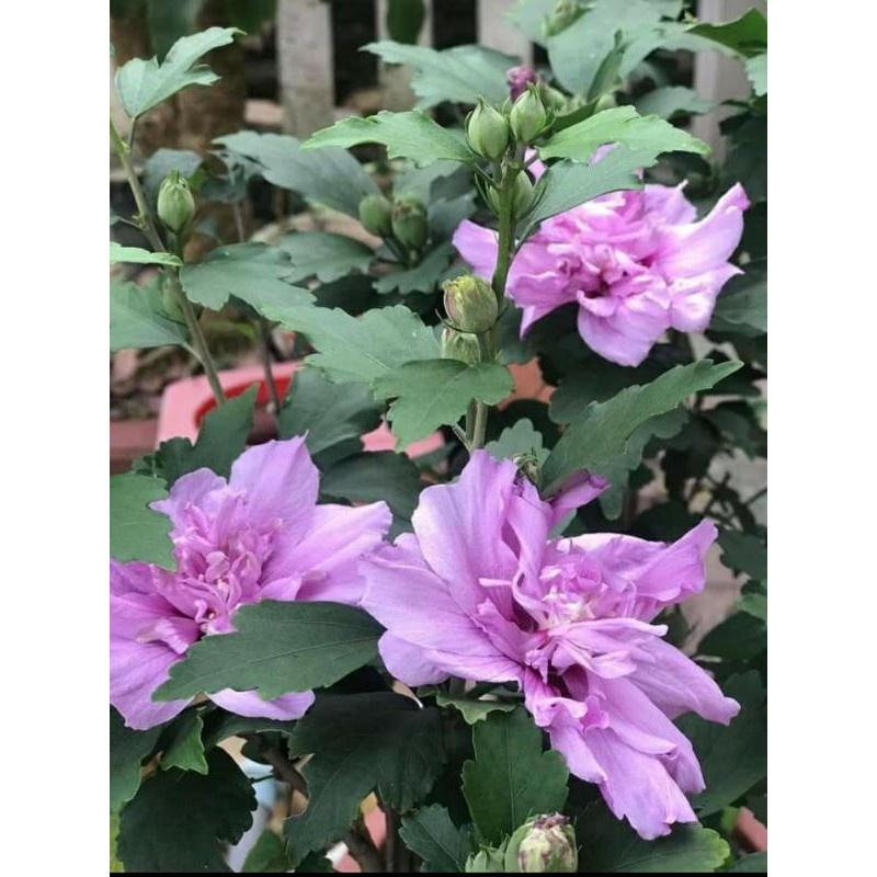 Hoa dâm bụt tím kép siêu đẹp siêu hiếm- cây to size mẹ, chờ hoa-bảo hành mặt hoa theo yêu cầu