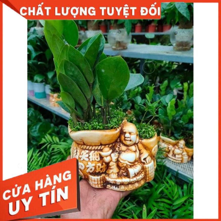 Chậu kim tiền thái Nhiều Người Mua