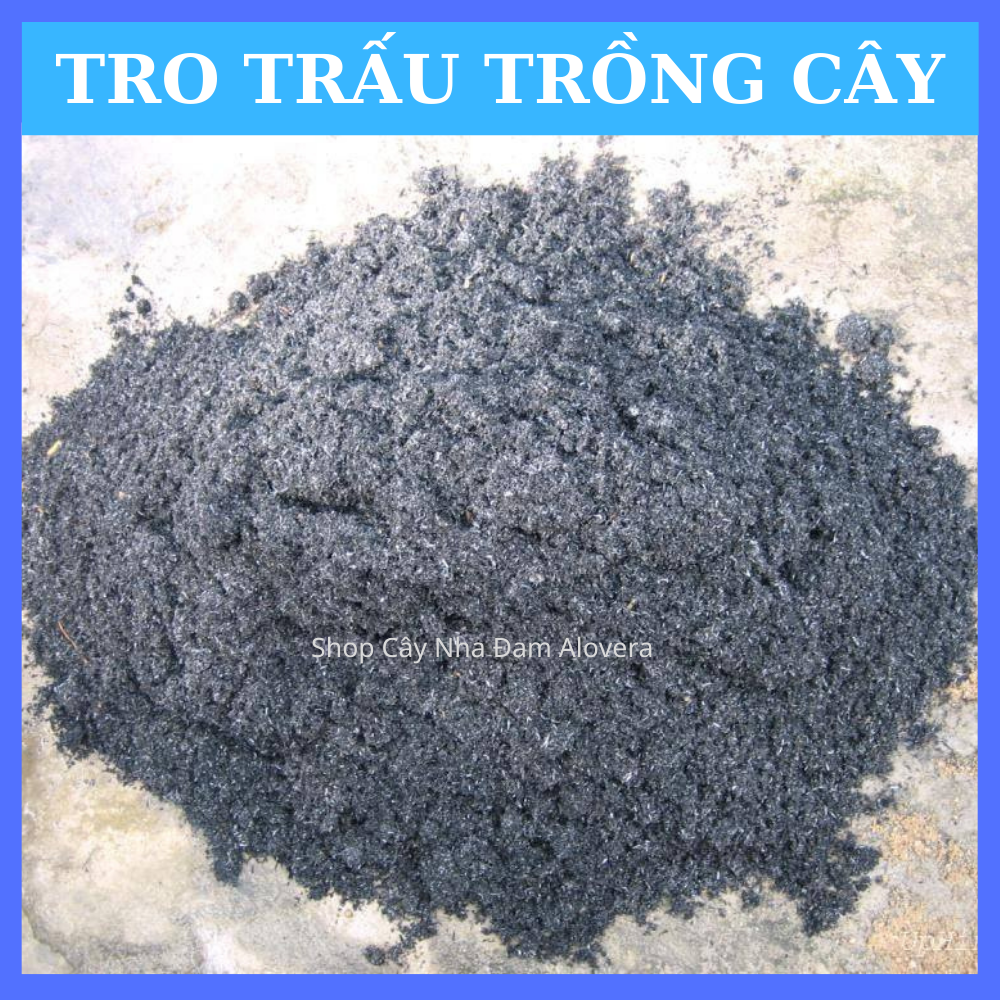 Trấu Hun Trồng Cây