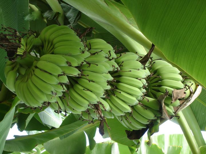 Chuối tiêu hồng