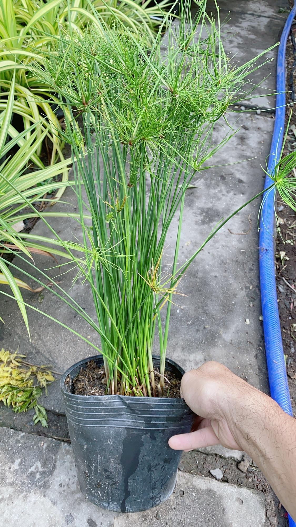 Thuỷ Trúc Thái