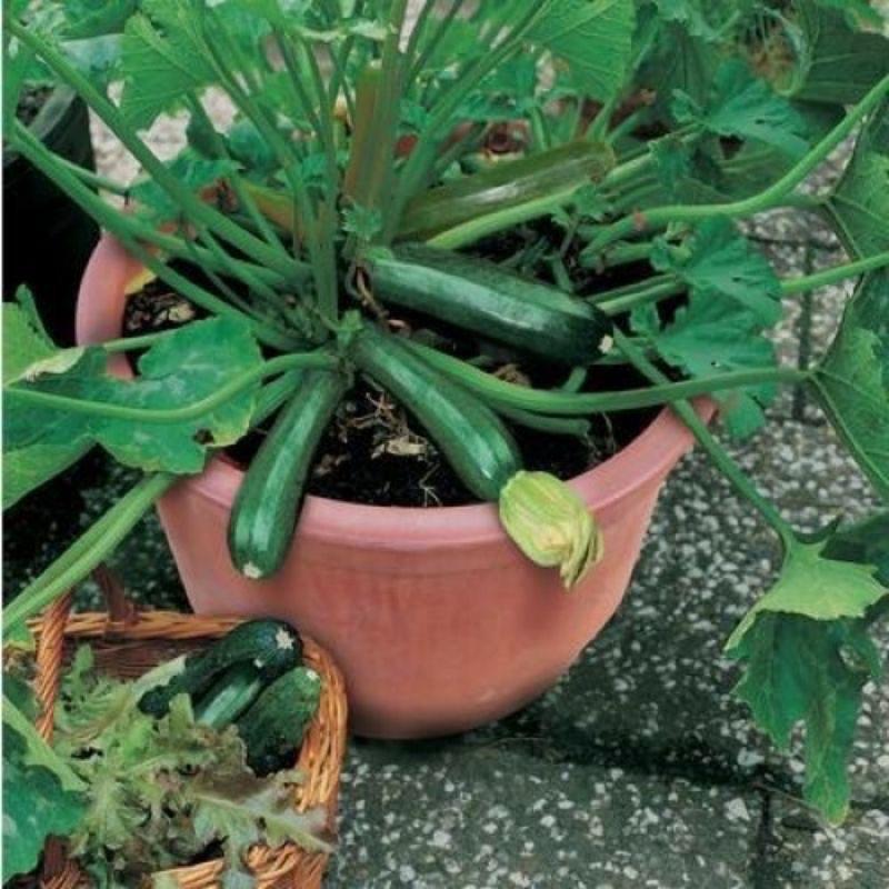 10 hạt giống Bí Ngồi F1