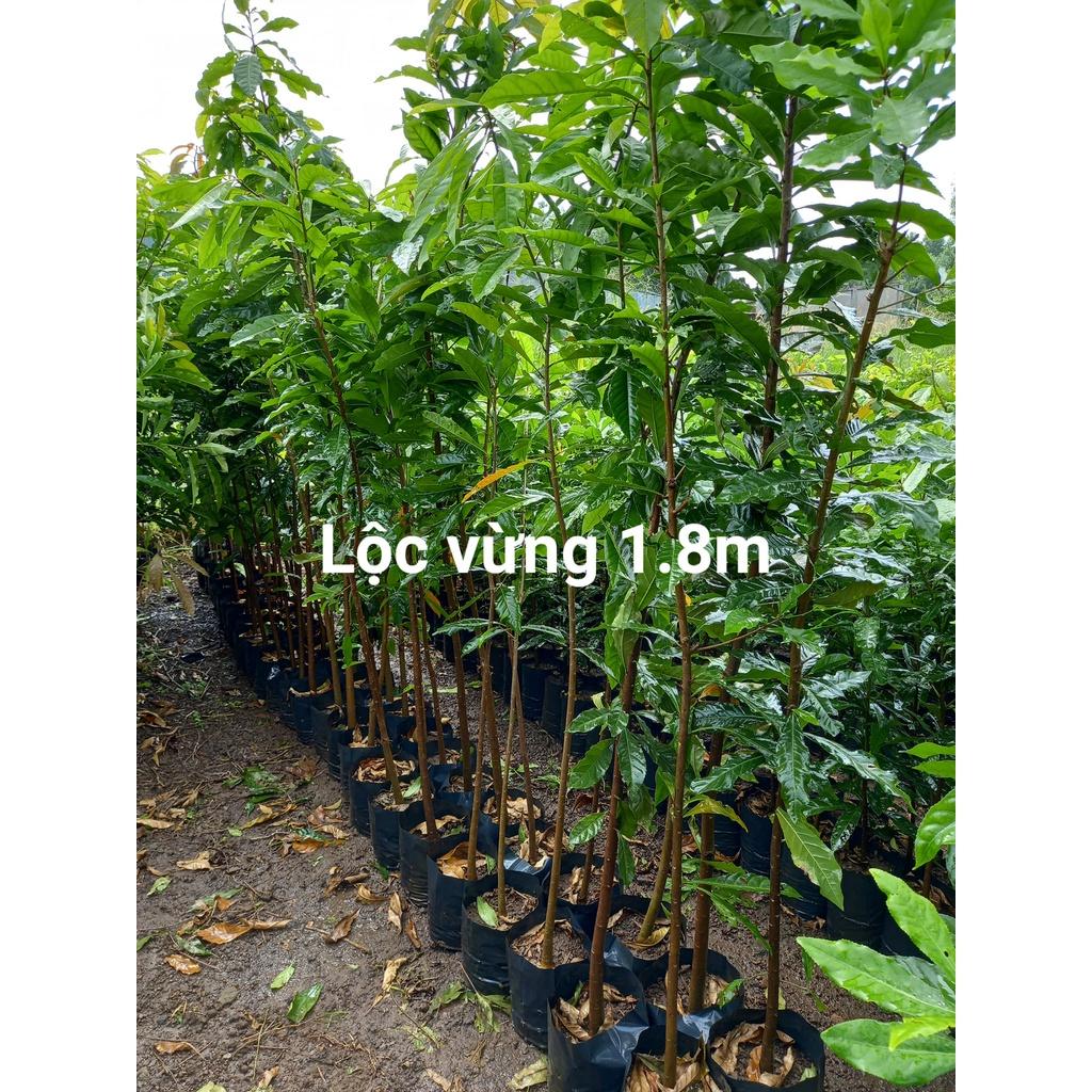 1 kg Hạt giống lộc vừng hoa đỏ