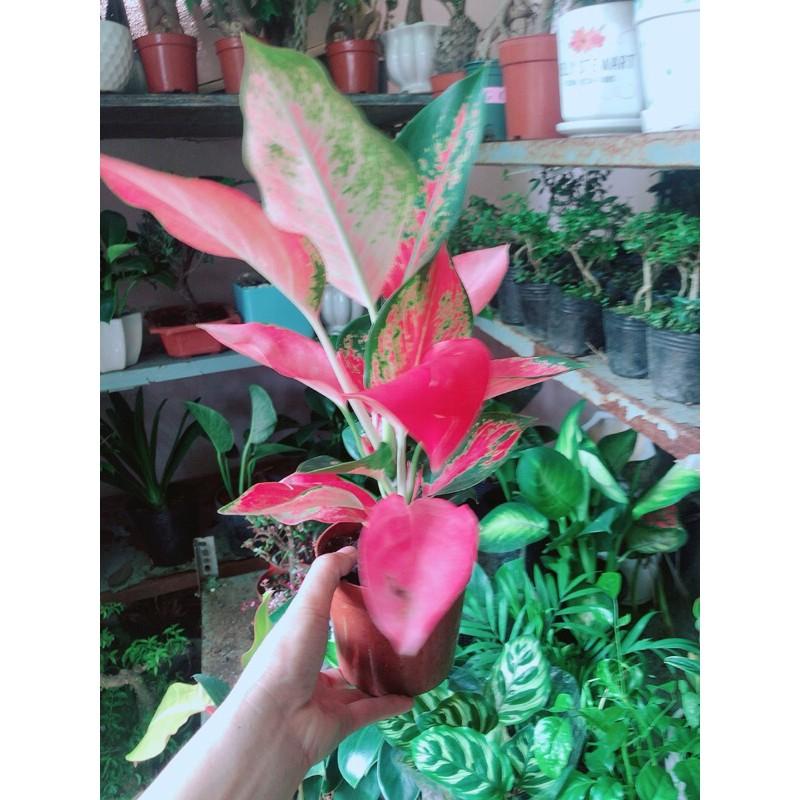 Cây Huyết Rồng