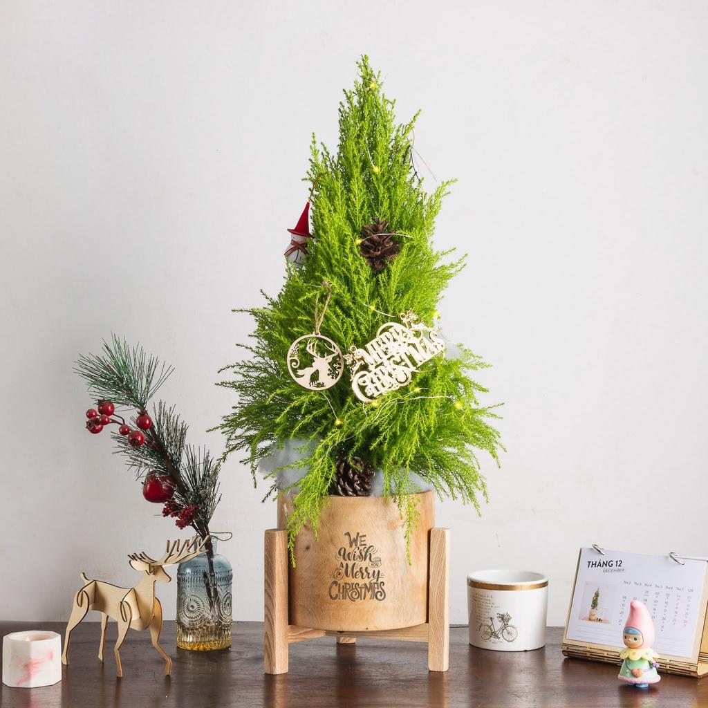Chậu cây tung thơm có hương thơm đặc trưng giúp xua đuổi côn trùng, tạo tinh thần thoải mái, hợp với người mệnh kim | size LS | THE FISH DESIGN