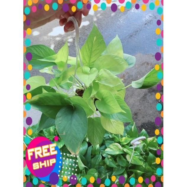 Chậu Trầu Bà Thái