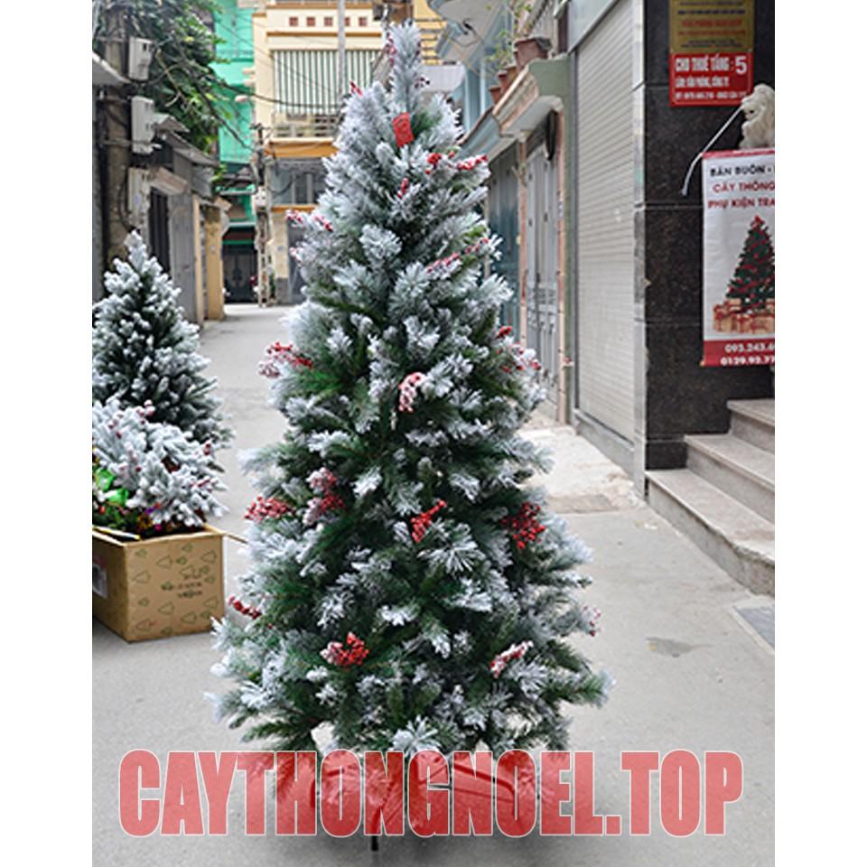 Cây thông noel phủ tuyết 1m5 - Cây cao cấp tán dày và rộng