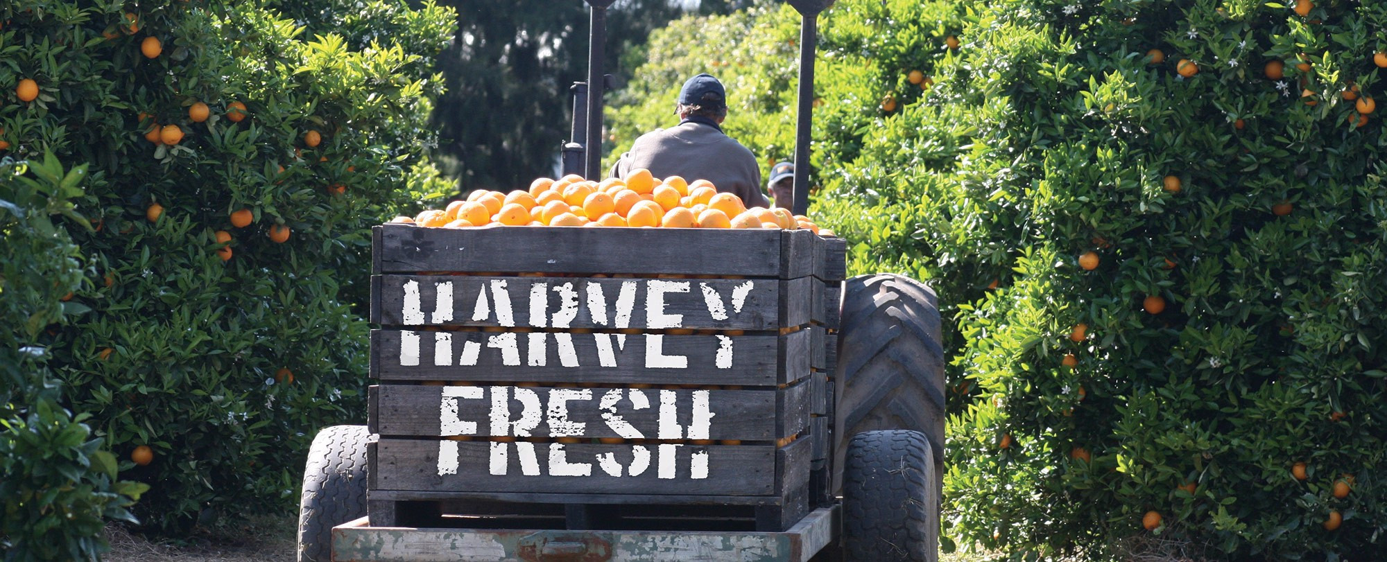 Nước Ép Cam Harvey Fresh 1L