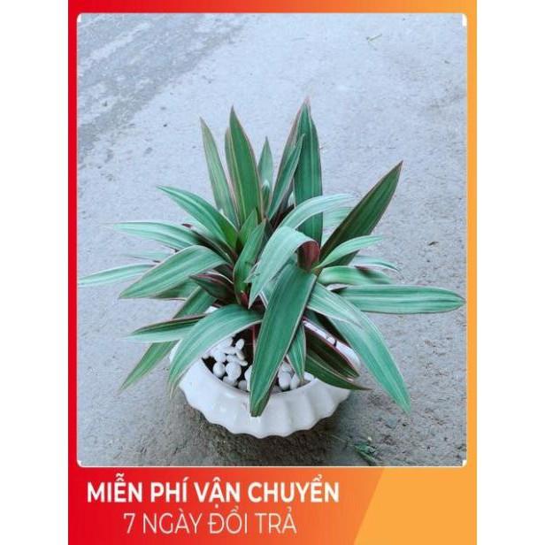 Chậu Cây Bảy Sắc Cầu Vòng