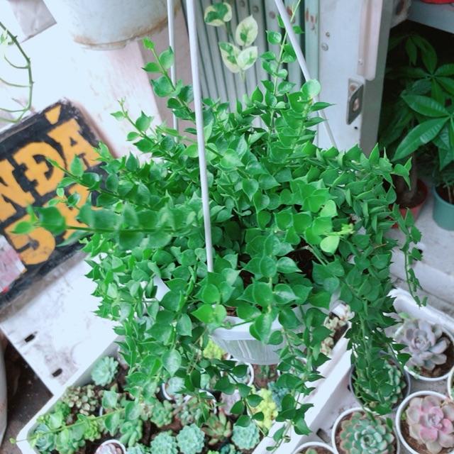 Chậu cây lá tim size lớn