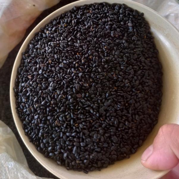 Hạt giống keo tai tượng úc trồng rừng, túi 50 gram