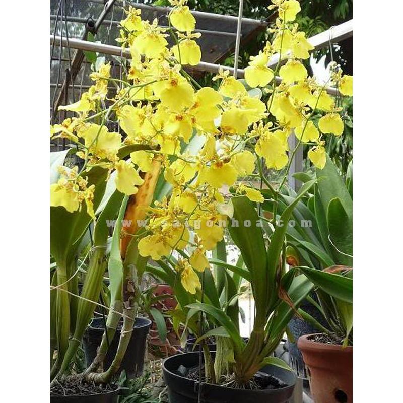 Địa lan luân vàng tứ sắc