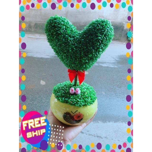 Chậu Cây May Mắn Trái Tim