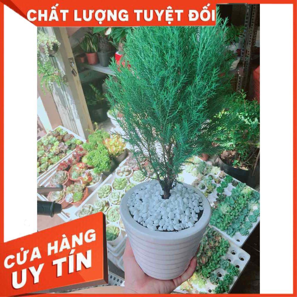 Chậu tùng bồng lai Nhiều Người Mua