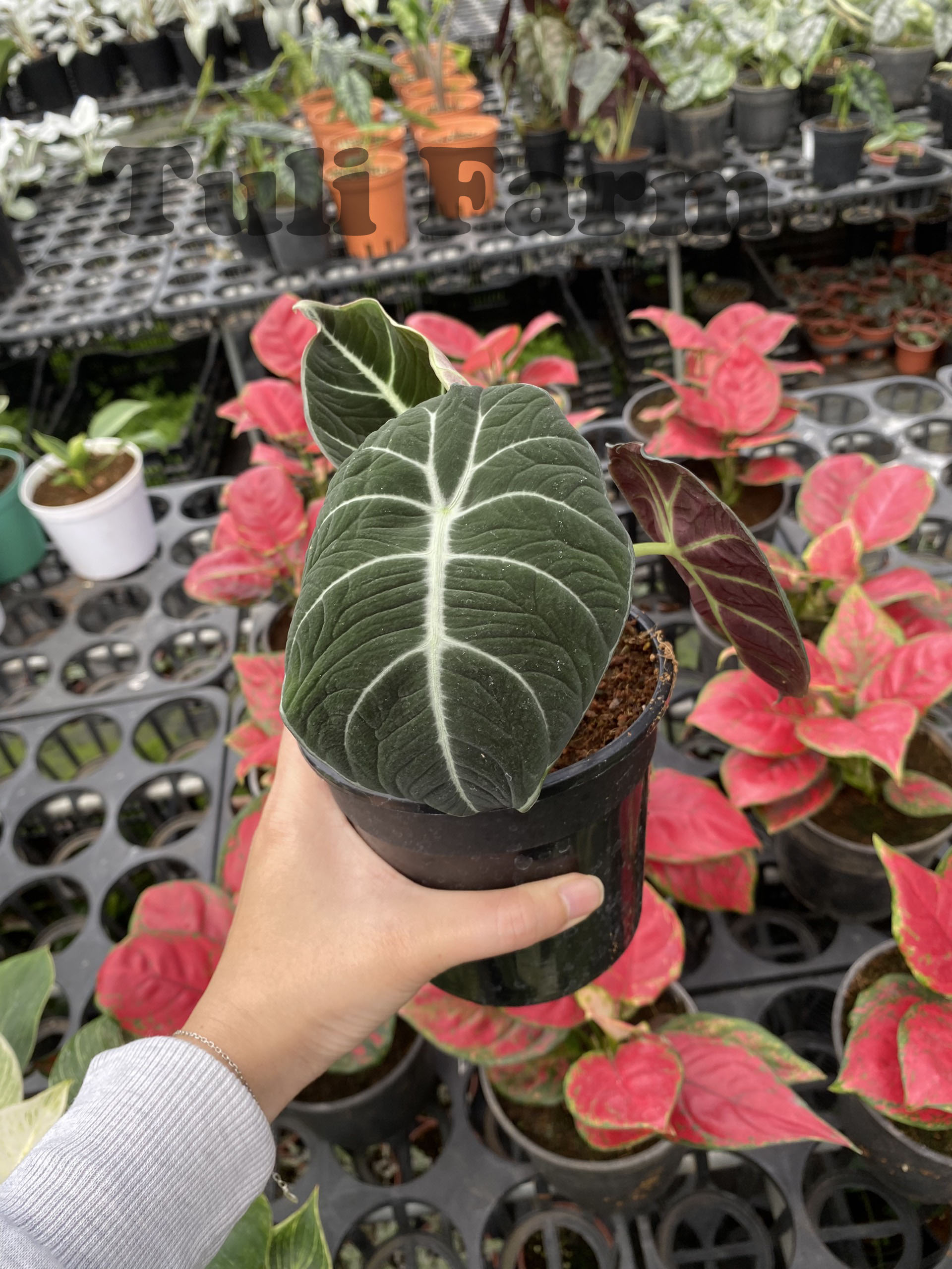 Cây Môn Rồng đen Alocasia Black Velvet