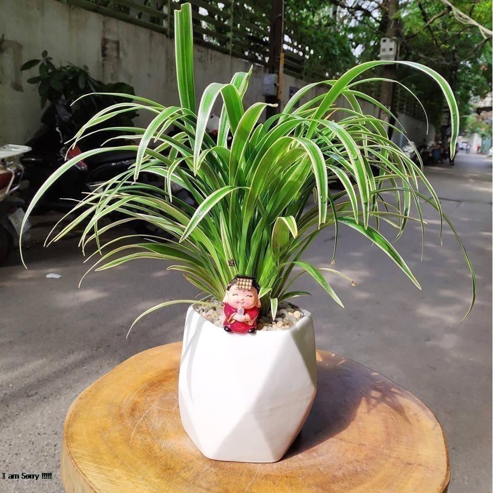Chậu trồng cây hình đa giác cao , gốm sứ Bát Tràng cao cấp