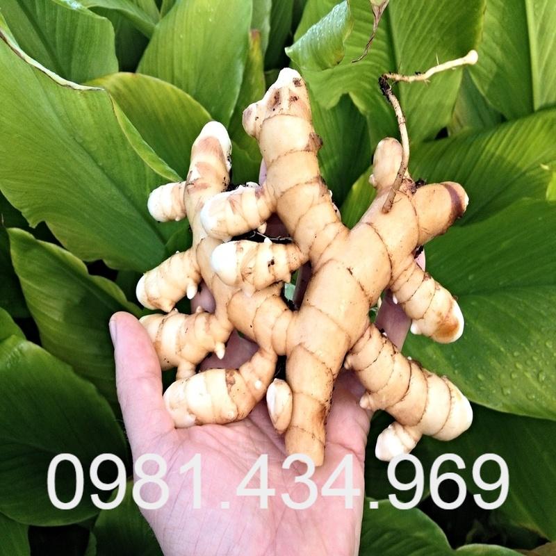 Nghệ Trắng Tươi 01Kg Chuẩn Rừng