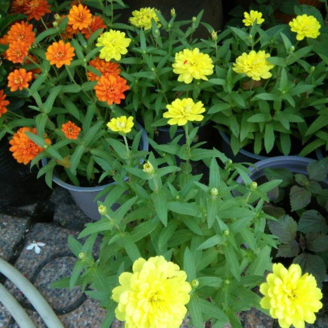 Com bo 3 Chậu hoa cúc lá nhám