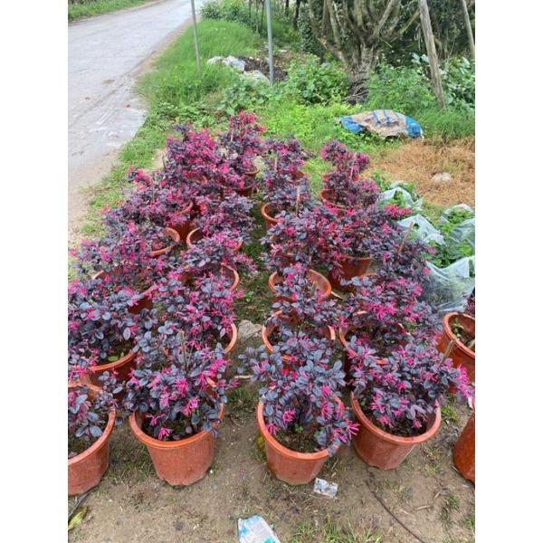 Cây giống hồng phụng