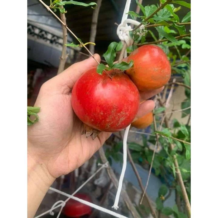 Cây giống Lựu đỏ CẢNH MINI