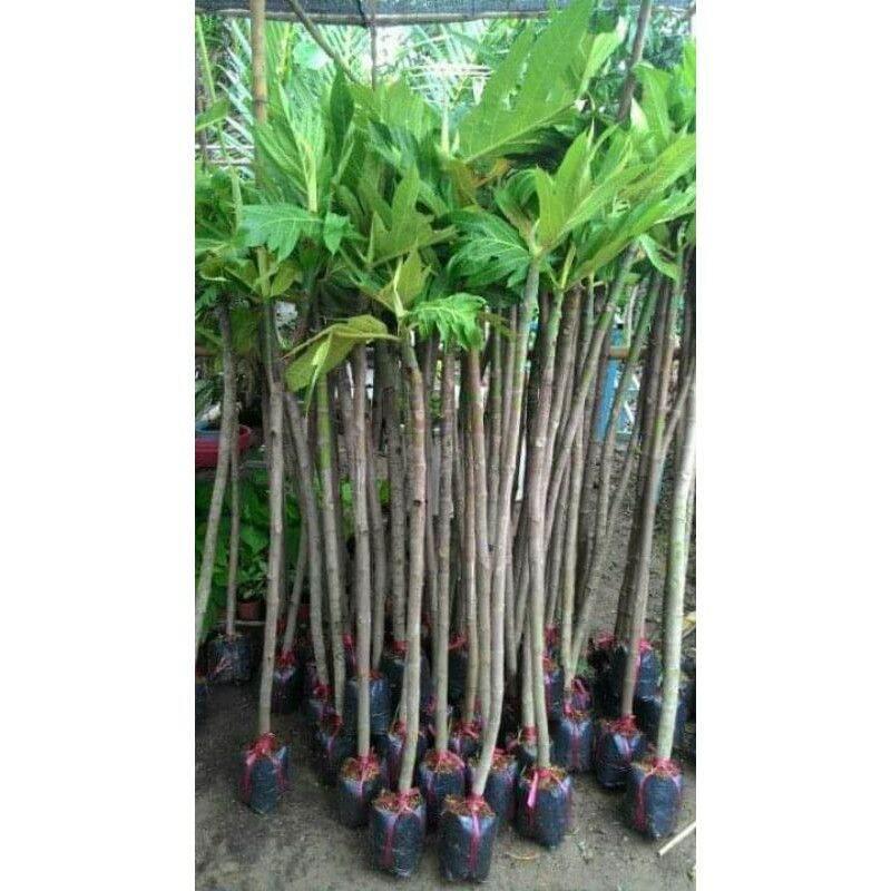 Cây giống sa kê