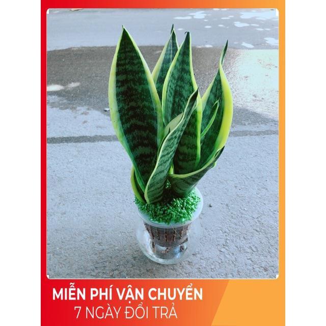 Chậu Lưỡi Hổ Thuỷ Sinh