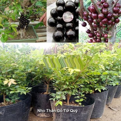 CÂY GIỐNG NHO TỨ QUÝ BRAZIL NHẬP KHẨU - CGNTQ