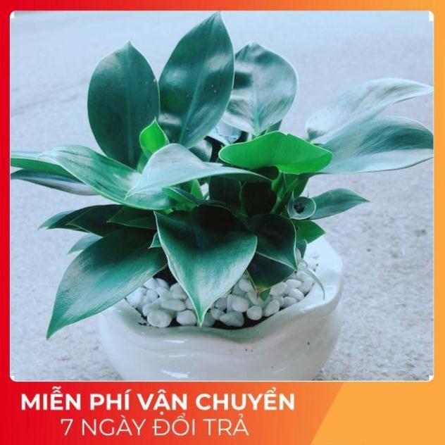 Chậu Trầu Bà Đế Vương