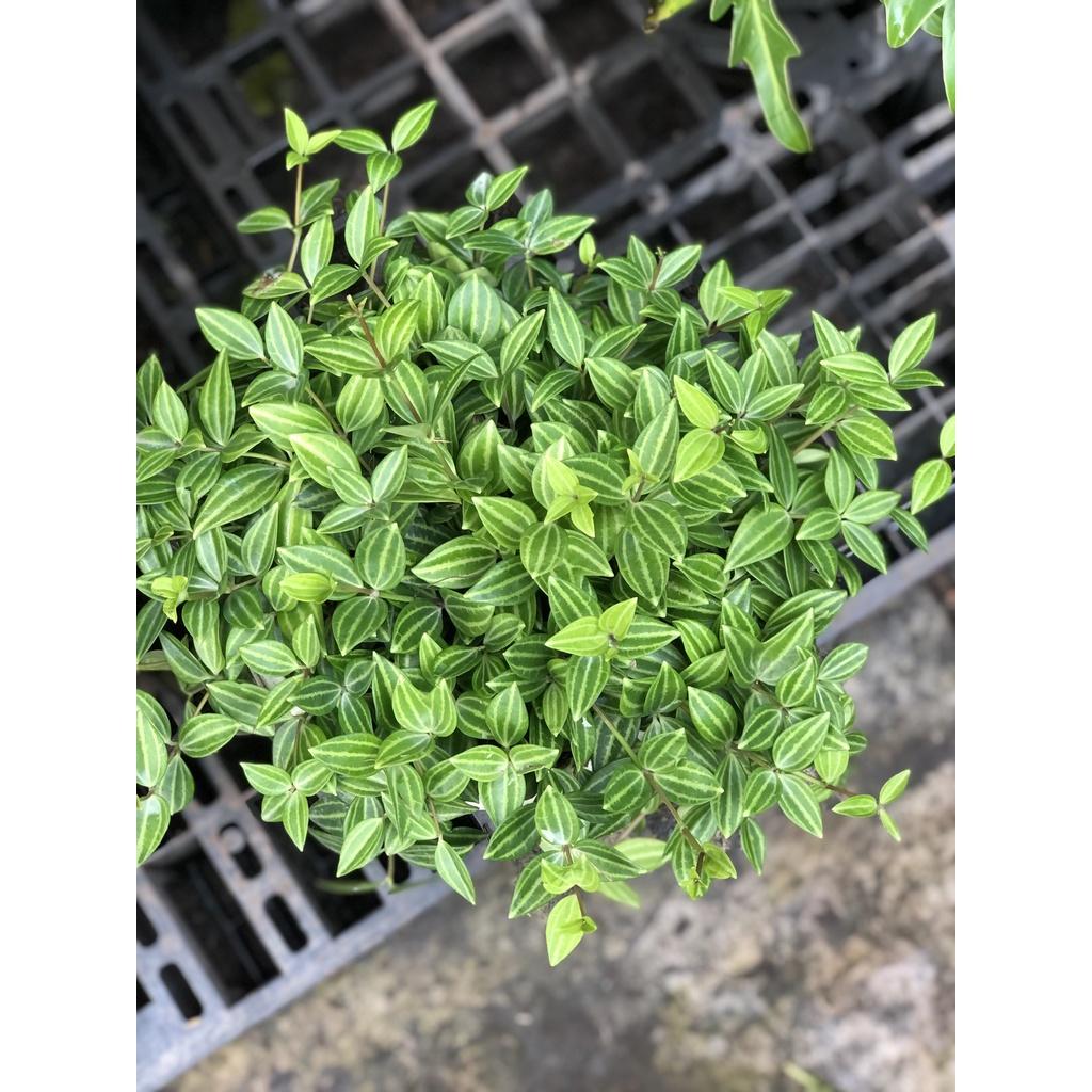 Chậu cây bình an trồng nơi có ít nắng