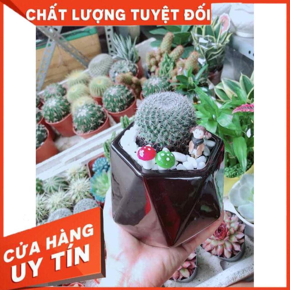 Chậu Xương Rồng Nhiều Người Mua
