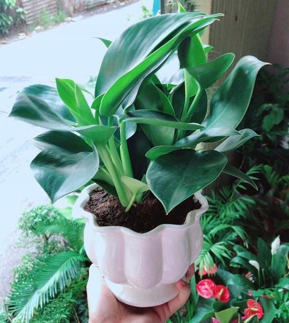 Chậu Trầu Bà Đế Vương Xanh