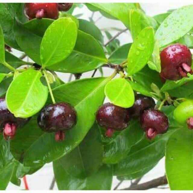 Cây Giống Cherry Brazil Cao 40-50CM