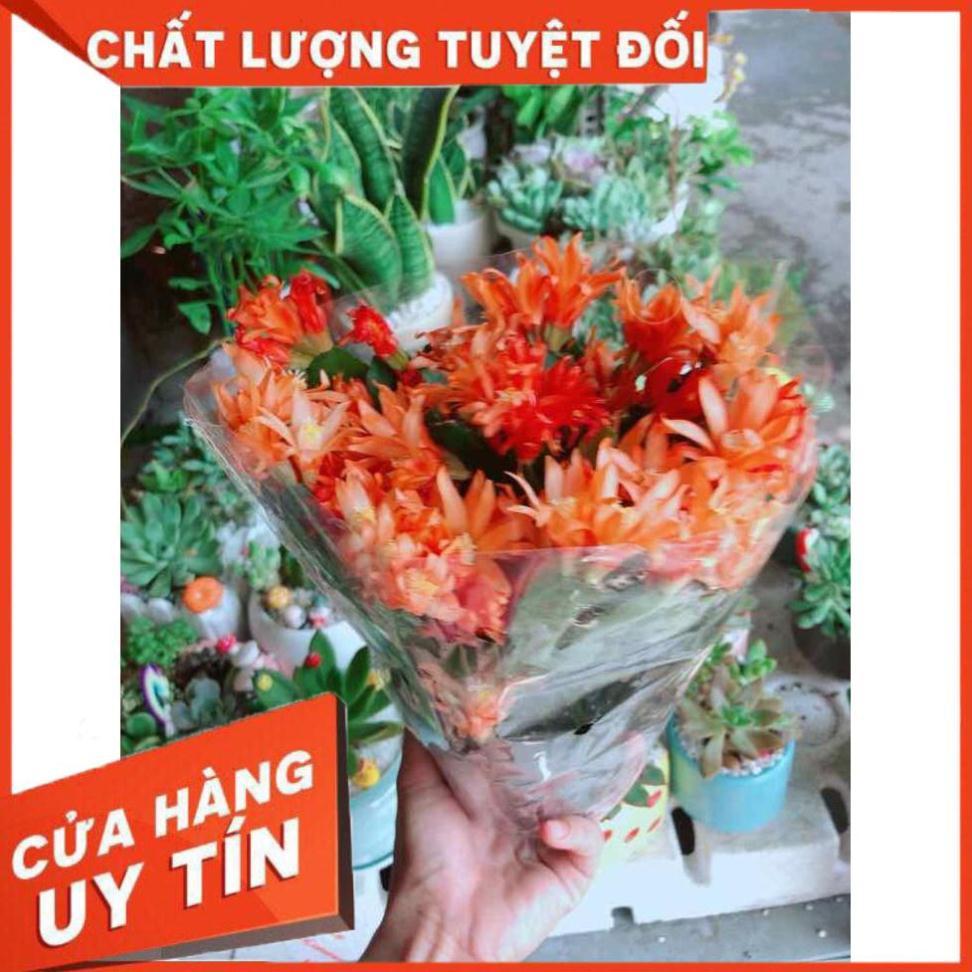 Chậu hoa quỳnh Nhiều Người Mua