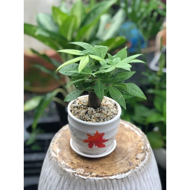 Chậu sứ cây Kim Ngân 1 thân để bàn