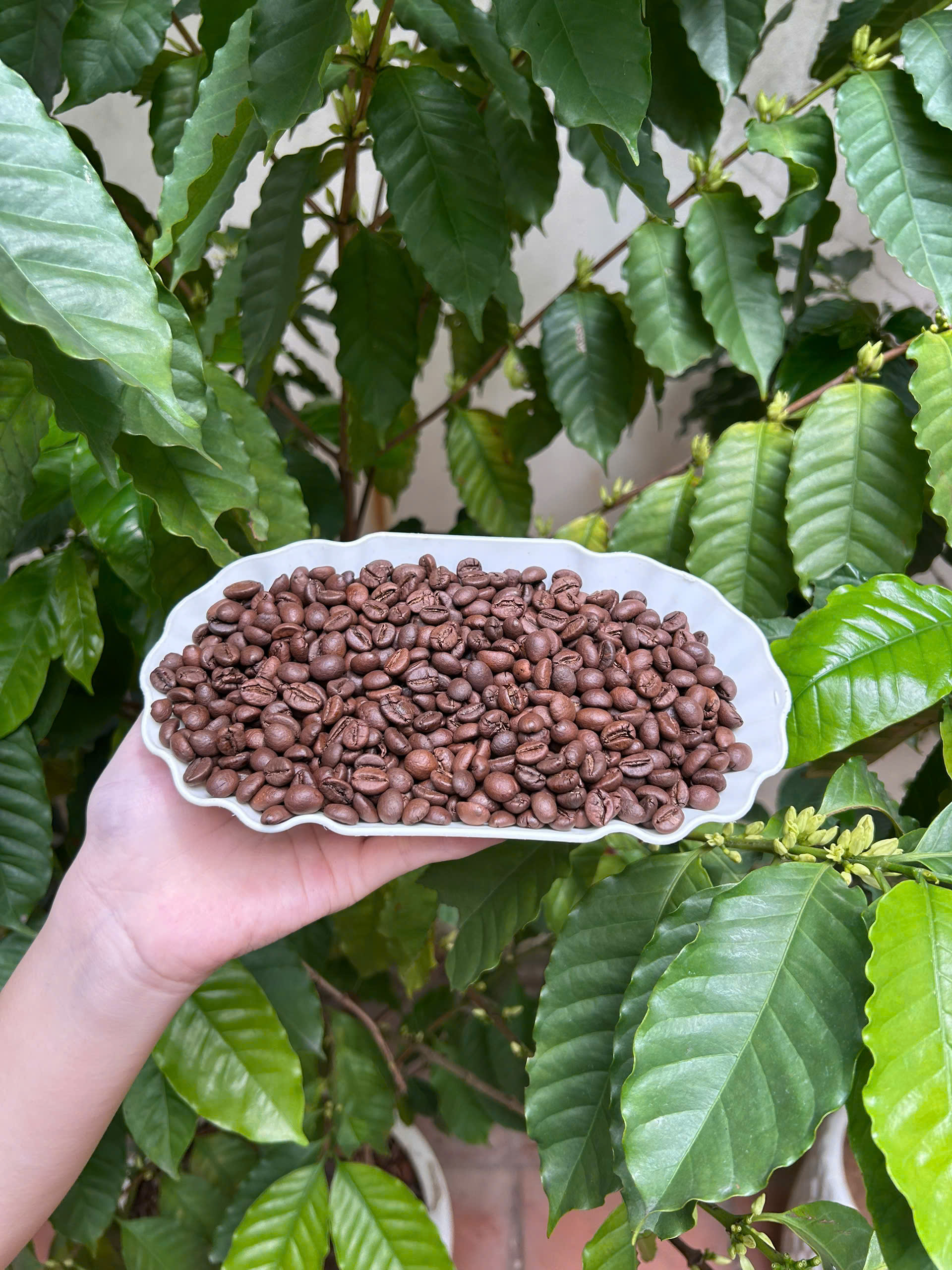 Cà phê Fine Robusta Natural ILOTA Rang Mộc 250g/500g