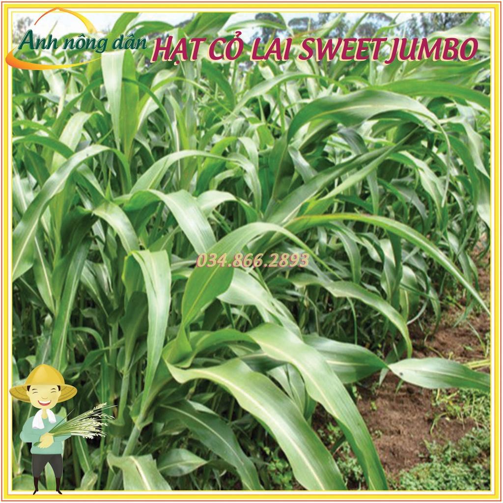 50g Hạt giống cỏ lai sweet jumbo - Hạt giống cỏ chăn nuôi