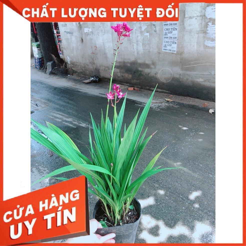 Cây Địa lan, lan đất hay lan chu đinh