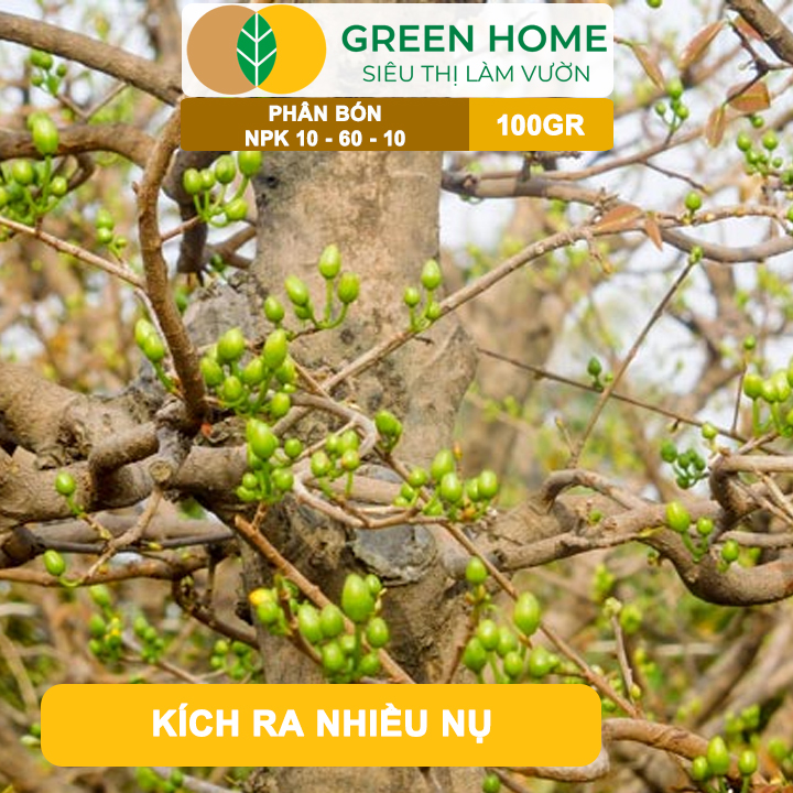 Phân Bón NPK 10-60-10 GreenHome, Hũ 100gr, Tạo Nụ, Kích Thích Ra Hoa Mai Vàng Mạnh Mẽ