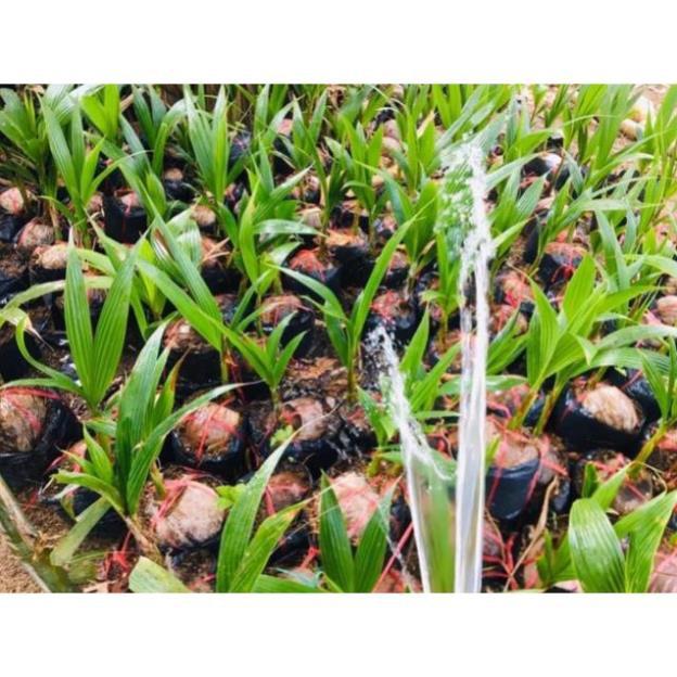 Cây Giống Dừa Dứa Siêu Thơm Nguyên Chủng
