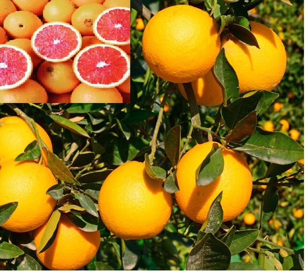 CÂY GIỐNG CAM CARA  KHÔNG HẠT
