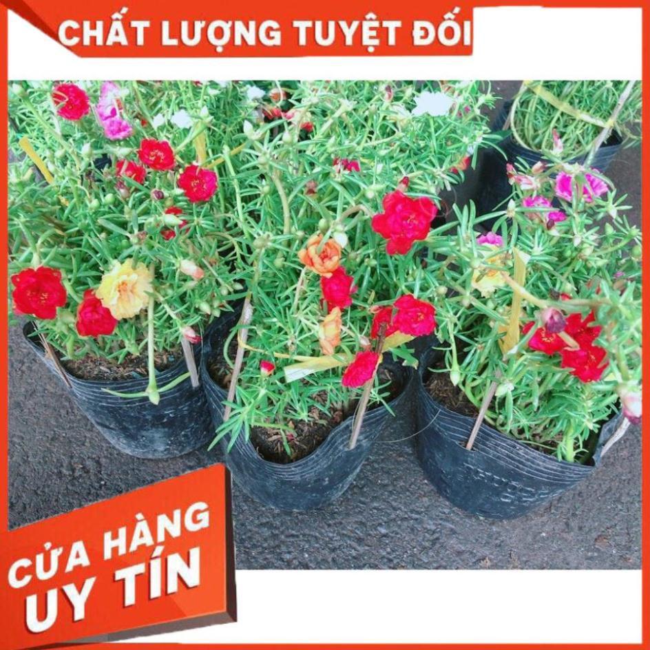 Hoa Mười Giờ Đẹp