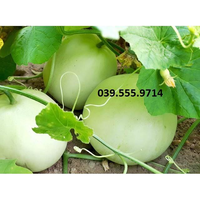 Hạt giống dưa lê F1 siêu ngọt Tân Ngân Huy – 5gam