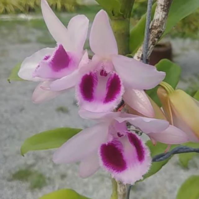 Hoa phong lan phi điệp lộc bắc gieo hạt , cây cực đẹp