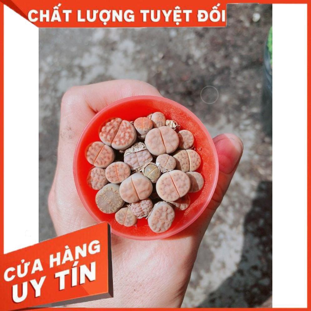 Cây Lipthop (Mông) Nhiều Người Mua