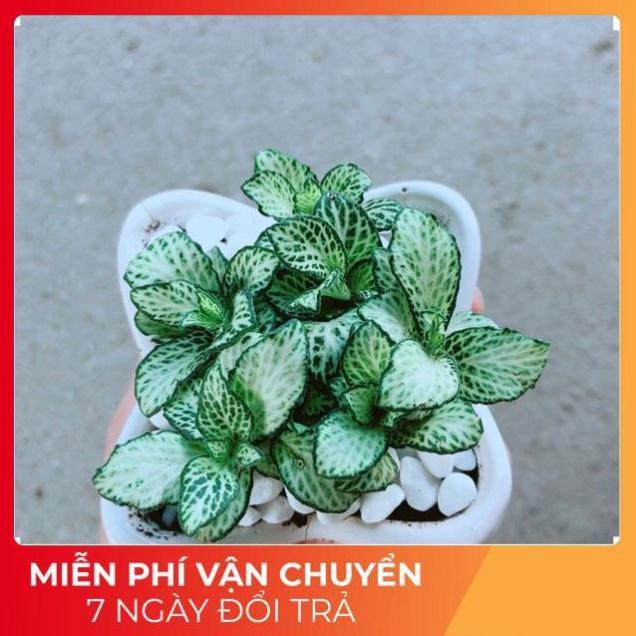 Chậu Cẩm Nhung Xanh