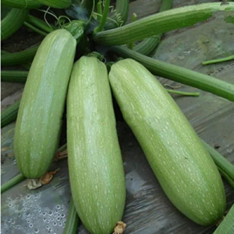 Hạt giống bí ngồi xanh - 15-20 hạt/gói