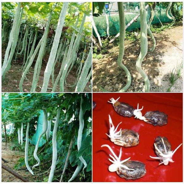 Hạt giống mướp rắn siêu dài -gói 5 hạt/tặng kèm gói phân bón lót