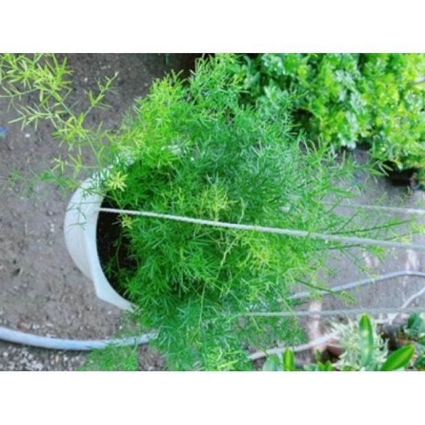 Cây thiên môn đông chậu treo to đẹp