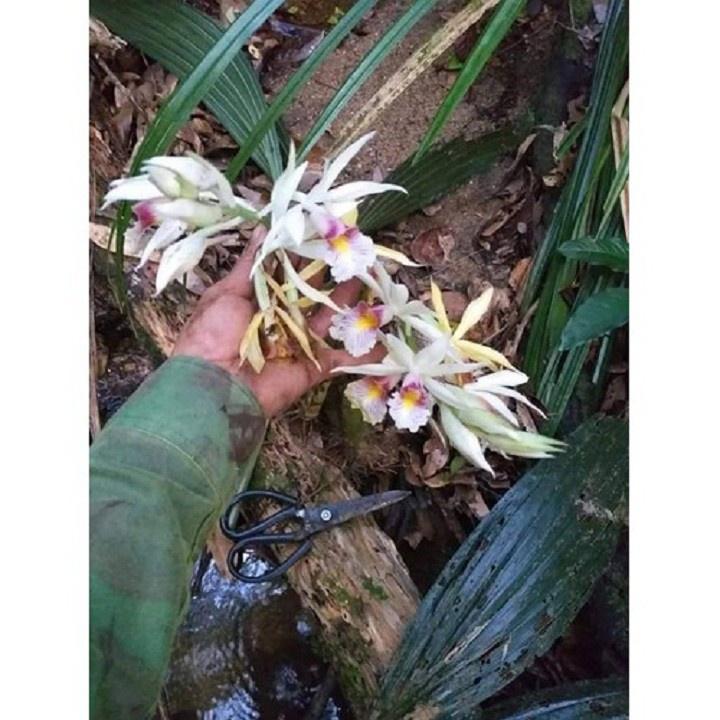 COMBO 3 CỦ ĐỊA LAN GIỐNG HẠC ĐỈNH TRẮNG