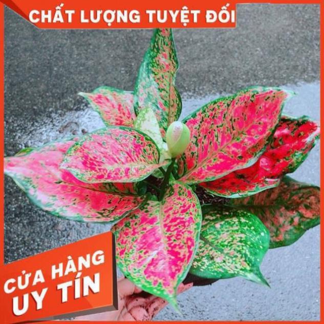 Cây Vạn Lộc